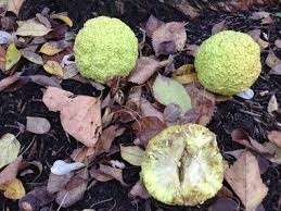 Maybe you would like to learn more about one of these? What Are Those Bumpy Yellow Green Things On The Sidewalk Meet Osage Orange Tree S Fruit Cleveland Com