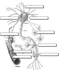We take care of all your paper needs and give a 24/7 customer care support system. Pin On Anatomy Physiology Nervous System
