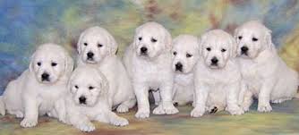 White Oak Golden Retrievers Home Facebook
