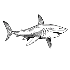 Only 1 available and it's in 1 person's cart. How To Draw A Shark