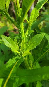 Image result for Corchorus velutinus