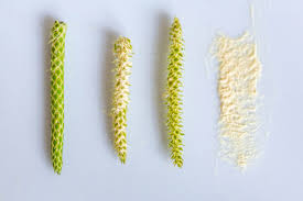 Image result for Lycopodium