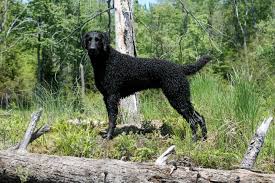 This dog shines in speed, agility, perseverance, and intelligence which are all the reasons it competes in dog sports like flyball. Akc Breeder Spotlight Cathy Lewandowski Of Softmaple Curly Coated Retrievers