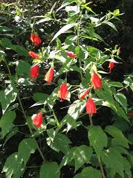 Love This Bush Sleeping Hibiscus Comes Back Every Year From Roots Habanero Chili Stuffed Peppers Chilli