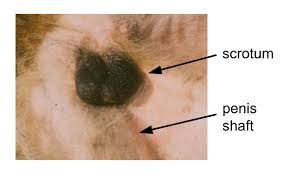 Image result for scrotum dog skin peeling