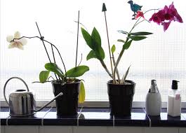 The 10 Best Plants For Your Bathroom Bathroom Plants Low Light Bathroom Plants Cool Plants