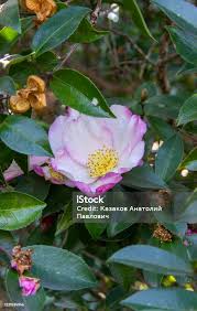 Image result for Theaceae