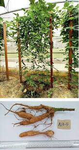 Image result for Psophocarpus lancifolius