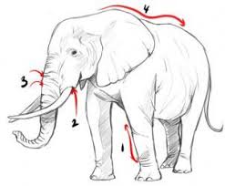 How To Draw A Realistic Elephant Draw Real Elephant By Dawn Elefanten Skizze Realistische Zeichnungen Realistische Bleistiftzeichnungen