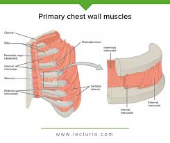 Radiological anatomy of peripheral pulmonary vessels and the interstitium. In Human Anatomy The Chest Wall Muscles Lecturio Medical Facebook