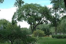 click to view full size photo of american elm ulmus americana at st mary s nursery arbre dans les bois bois