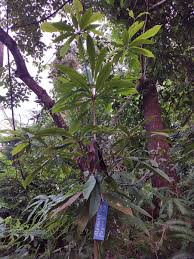 Image result for Actinodaphne