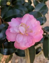 Camellia Sasanqua Cotton Candy