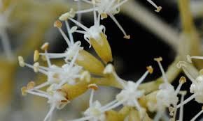 Image result for Maerua triphylla