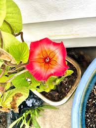 Image result for Stictocardia beraviensis