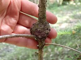 Image result for Rhizobium radiobacter, syn. Agrobacterium tumefaciens