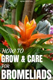 Bromeliad Plant How To Grow And Care For Bromeliads Bromeliads Plants House Plants Indoor