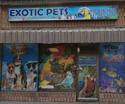 A reddit for exotic pet owners and potential future exotic pet owners. Exotic Pets 17 Photos Pet Stores 4286 Kingston Road Toronto On Phone Number