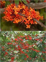 Pin On Flowers Of Bangladesh