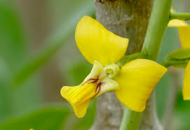 Image result for Eulophia schweinfurthii