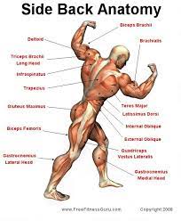 Human muscle system, the muscles of the human body that work the skeletal system, that are under voluntary control, and that are concerned with movement, posture, and balance. Freefitnessguru Side Back Anatomy Body Muscle Anatomy Human Anatomy And Physiology Muscle Anatomy