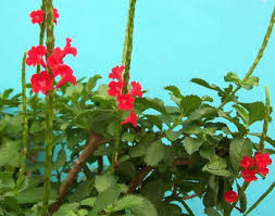 Image result for Stachytarpheta