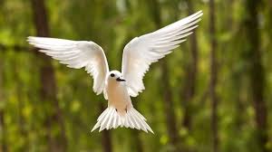 Birds That Start With O Hawaii Counts Meet 10 Island Birds Now Eligible For Your Life List Birds White Bird Beautiful Birds