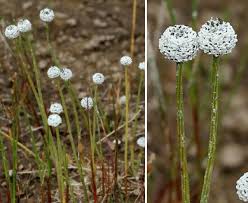Image result for Eriocaulon transvaalicum