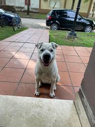 Mi siguió del barrio azul ahora está en dr soñez y minguillon se ve que es  de casa porque casi lo chocaron unos autos es muy cariñoso PORFAVOR DIFUBDIR