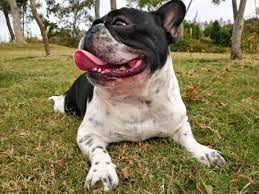 pin by chunhui jia on 我要养的狗狗 2号 bulldog animals french bulldog