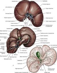 Download and use 400+ liver diagram stock photos for free. Liver And Biliary System Veterian Key