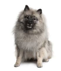 Keeshonds For Sale Adopt Keeshond Puppies For Sale Online Vip Puppies Keeshond Puppy Family Dogs Breeds Dog Breeds Medium
