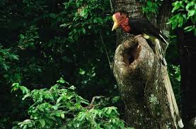 Dalam tradisi dayak kenyah burung enggang adalah lambang. 5 Hal Tentang Burung Enggang Yang Membuatnya Dikeramatkan Suku Dayak Boombastis