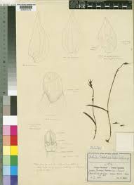 Image result for Neobolusia