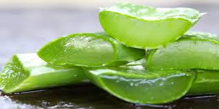 Aloe vera is a popular herb that has been used for centuries to treat common scalp conditions and promote natural hair growth. Can I Use Aloe Vera Gel On My Hair Everyday Natural Hair Insights