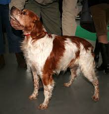 Avec achetermonchien, achetez votre chiot ou chien de race epagneul breton. Datei Epagneul Breton 435 Jpg Wikipedia
