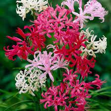 Image Result For Nerina Flowers Bulb Flowers Bulbous Plants Plant Flower Bulbs