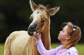 Pin By Karin Adelmann On Aussergewohnliches Animal Pictures Animals Animals Beautiful