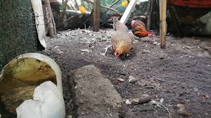 Feses ayam buat andafull description. Ayam Hutan Ori Tapau Bulan Lepas Bela Buat Penyeri Reban Youtube