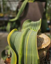 Image result for Pachycarpus eximius