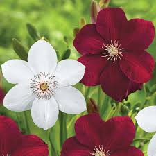 Its pure white blossoms have rounded petals with a pale green stripe and contrasting dark red anthers. Clematis Miss Bateman Red Cardinal Longfield Gardens