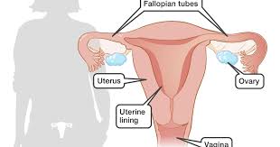 The function of the external female reproductive structures (the genitals) is twofold: Reproduction