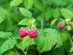 Left unpruned, red raspberries are their own worst weed. Red Raspberry Leaf Drweil Com