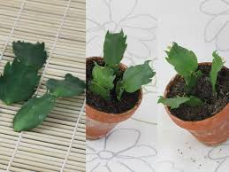 In order to thrive, a christmas cactus plant needs an environment with bright, indirect light and high humidity. Schlumbergera Hybrids Christmas Cactus Christmas Cactus Christmas Cactus Plant Cactus House Plants