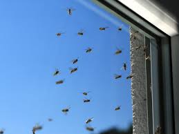 Oder jemanden kennst mit großem moskitonetz, das du komplett über die volie tun könntest? Wespen Noplex Aschaffenburg Und Bad Kreuznach Schadlingsbekampfung Und Kammerjager