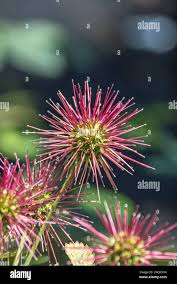 Image result for Landolphia buchananii