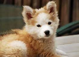 The cost of an average new goberian puppy ranges between $250 and $1500. Phoebe The Golden Retriever Husky Imgur Cute Animals Baby Animals Puppies