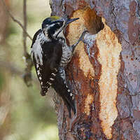 Image result for Tridactyle