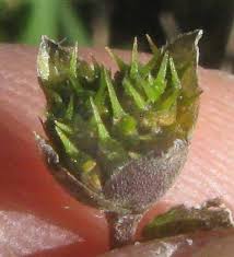 Image result for Calyptocarpus vialis