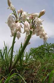 Image result for Crinum macowanii